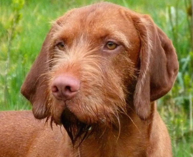 grooming Wirehaired Vizsla
