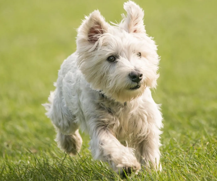 Westie health problems