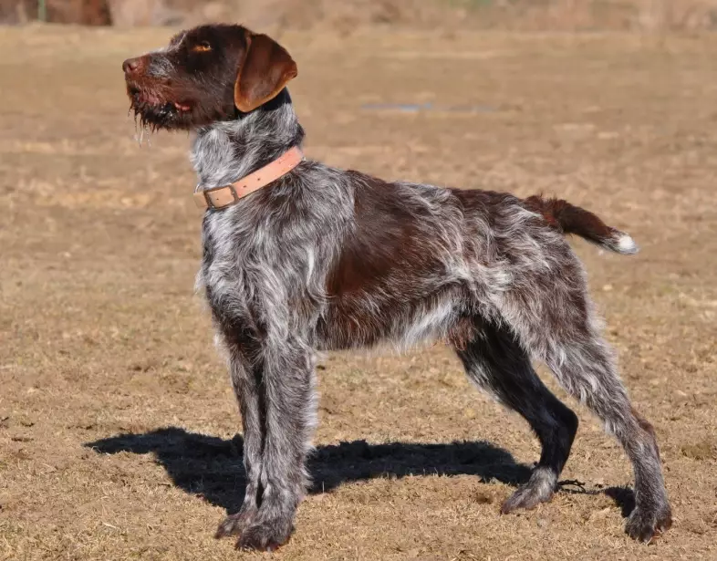 Wirehaired Pointing Griffon