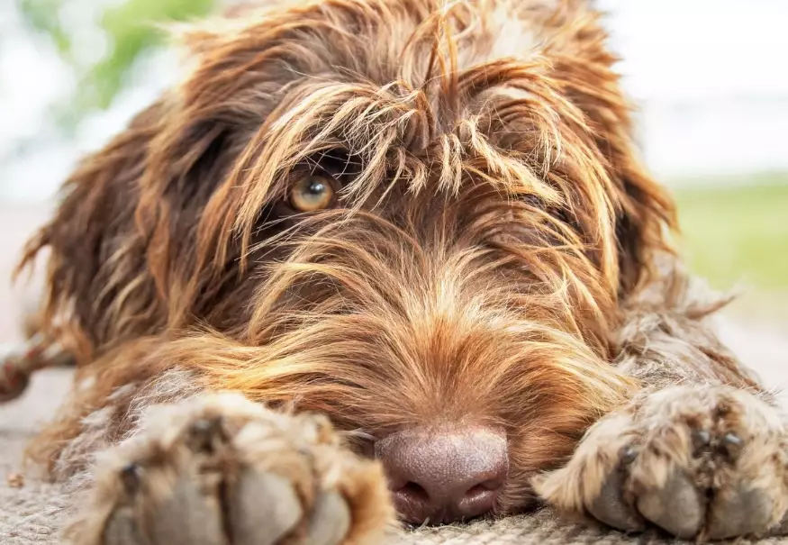 versatile hunting dog