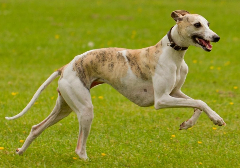 Whippet health issues