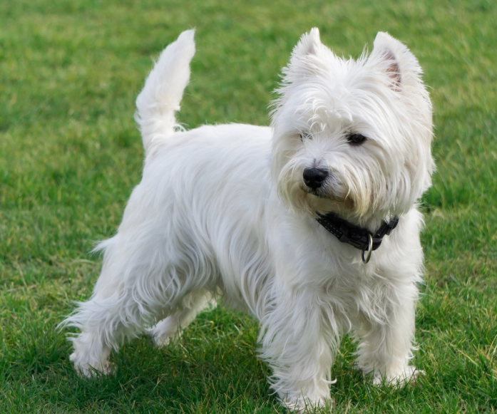 training West Highland White Terrier