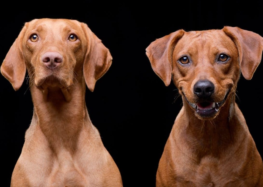 Vizsla dog