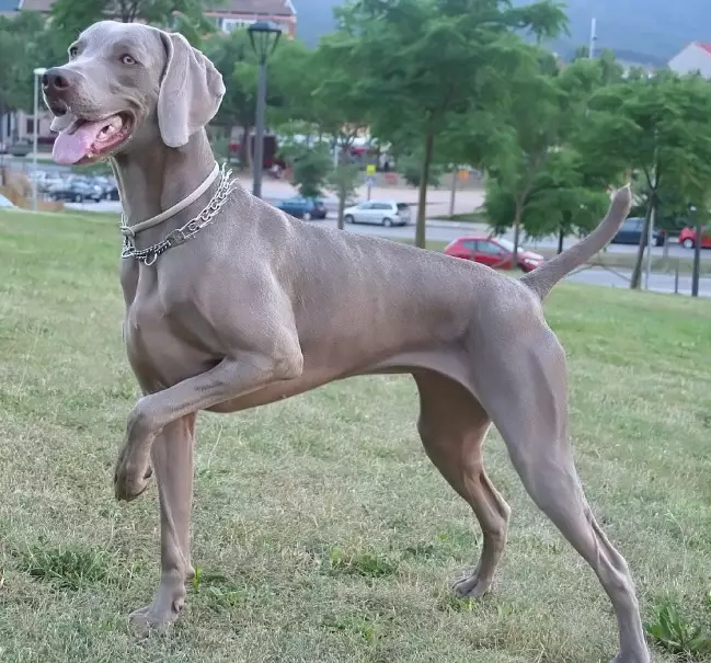 weimaraner temperament