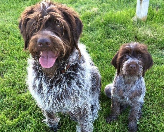 family friendly hunting dog