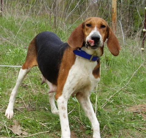 Treeing Walker Coonhound training