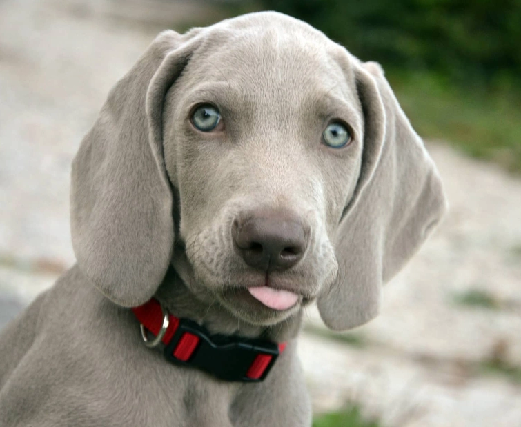 weimaraner
