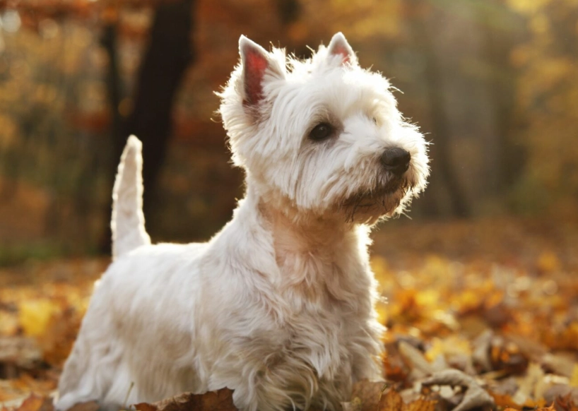 Westie health problems