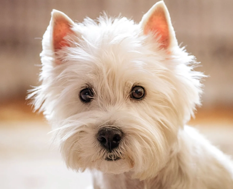 training West Highland White Terrier