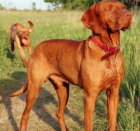 Vizsla exercise