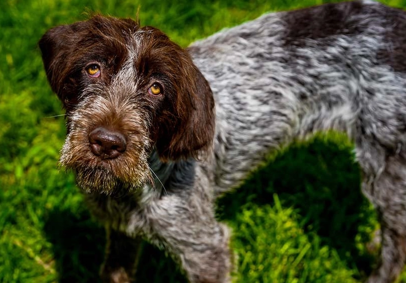 family friendly hunting dog