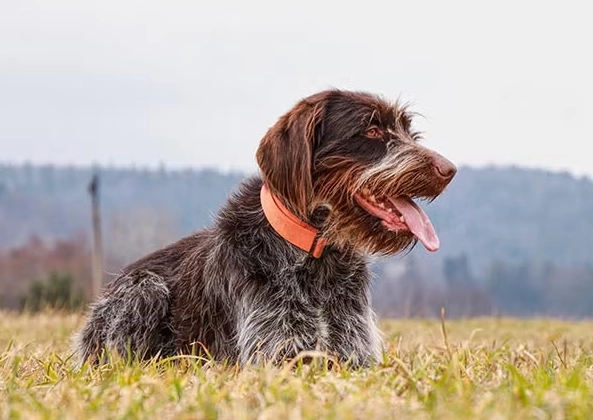 wirehaired pointing griffon