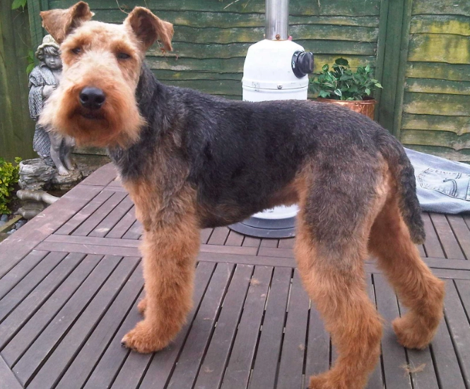 Welsh Terrier