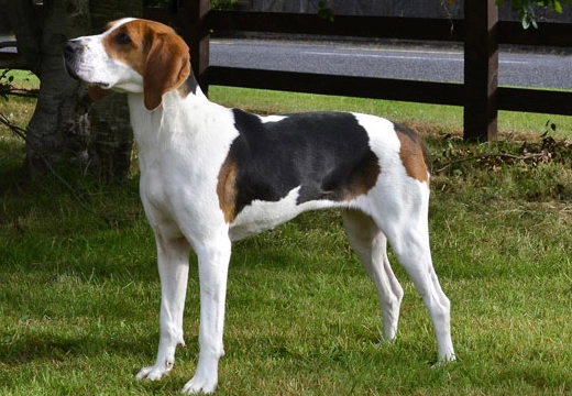 Treeing Walker Coonhound
