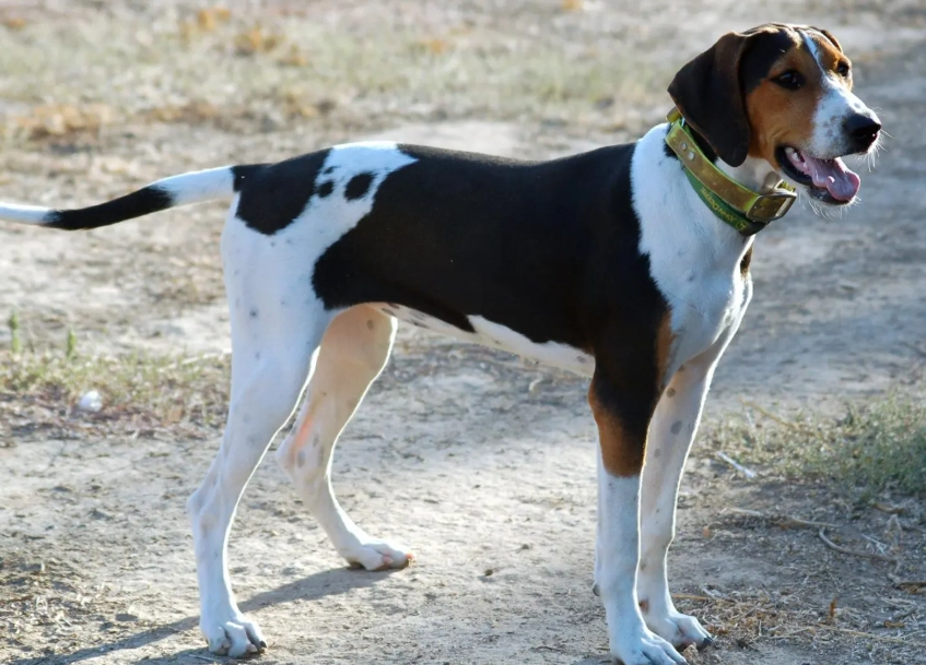 Treeing Walker Coonhound training