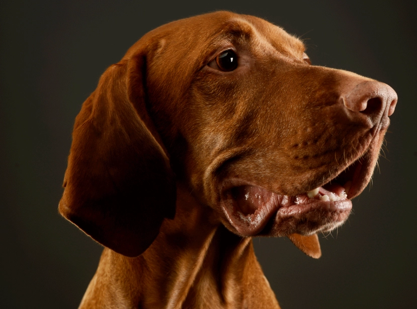 Vizsla temperament