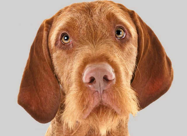 Wirehaired Vizsla temperament