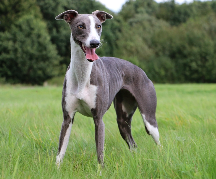 Whippet health issues