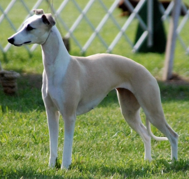 Whippet care