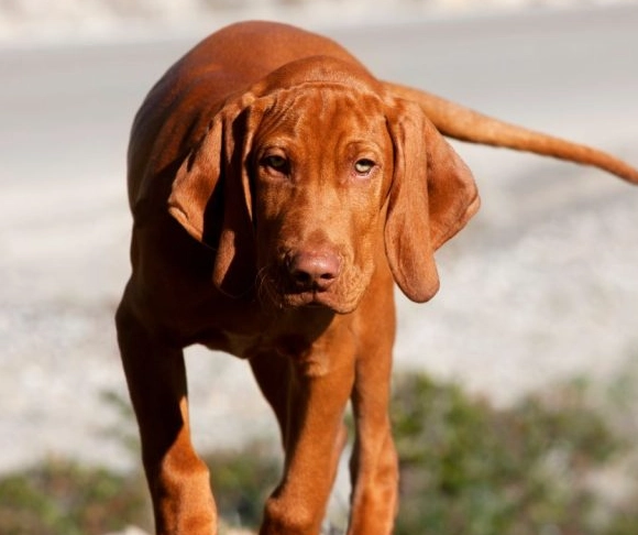 Vizsla temperament