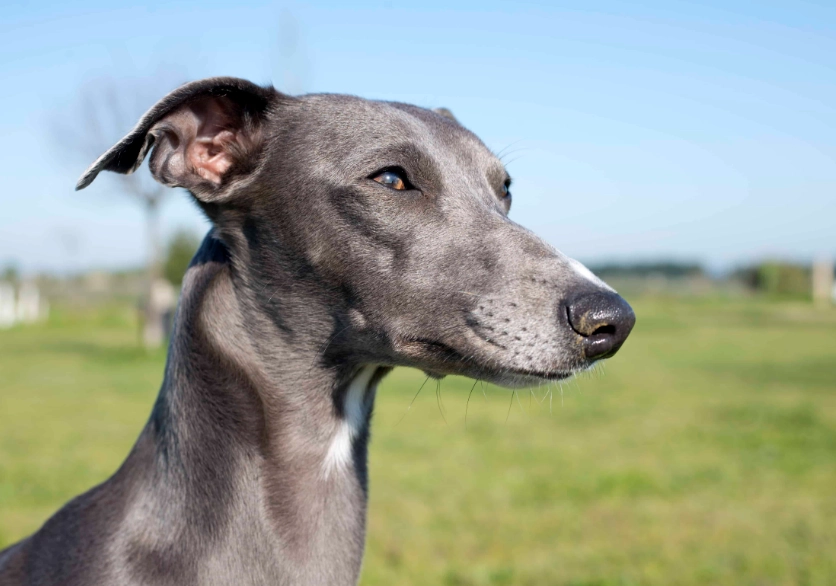 Whippet dog breed