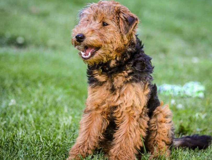 Welsh Terrier grooming