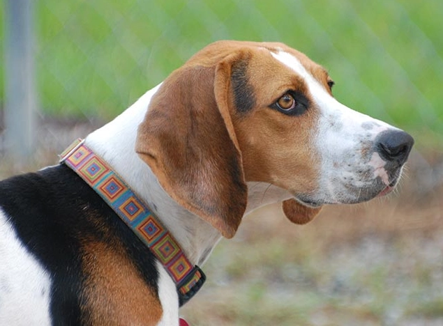Treeing Walker Coonhound care