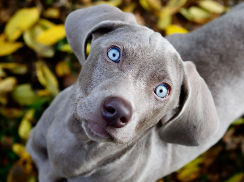 weimaraner training
