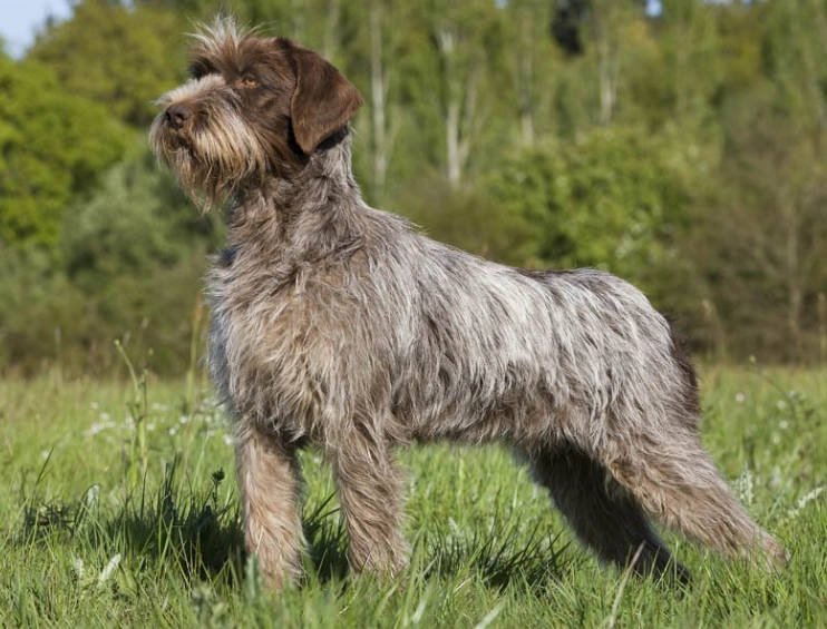 versatile hunting dog