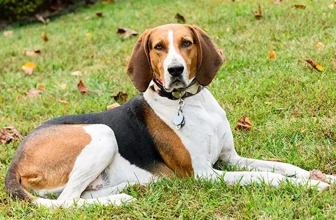 Treeing Walker Coonhound temperament