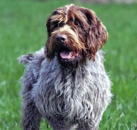 wirehaired pointing griffon