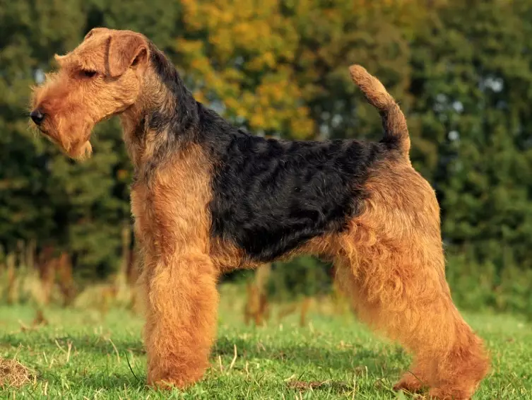 Welsh Terrier training