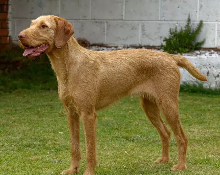 Wirehaired Vizsla