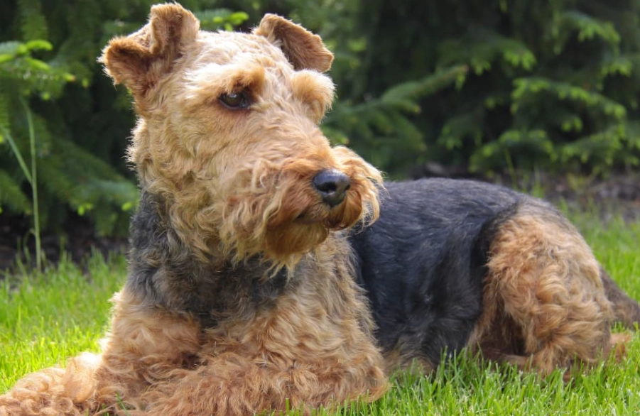 Welsh Terrier training