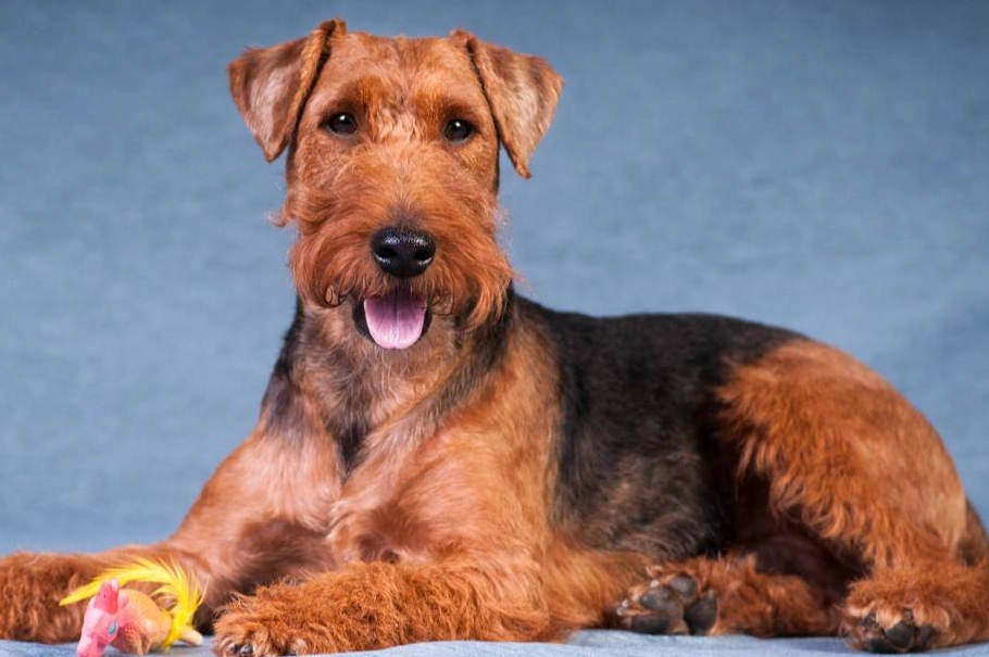 Welsh Terrier grooming