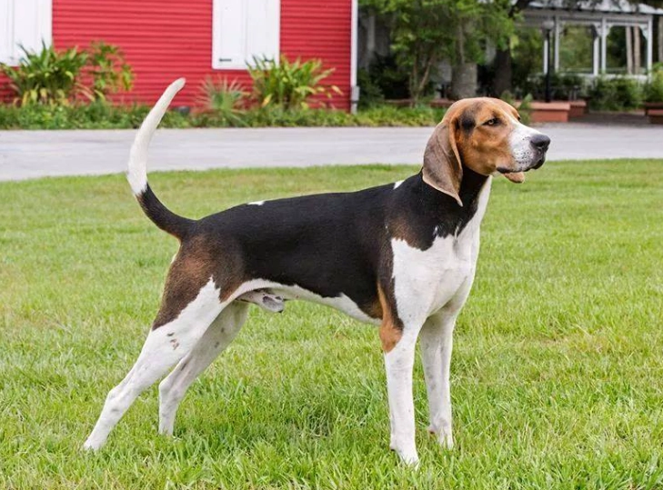 Treeing Walker Coonhound temperament