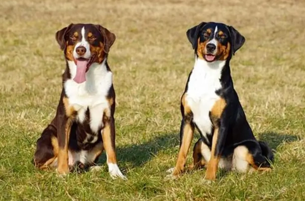 Appenzeller mountain dog life expectancy