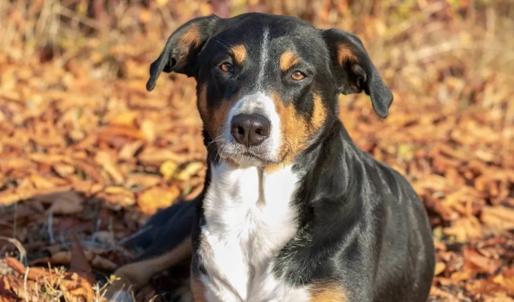 Appenzeller mountain dog life expectancy