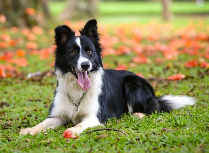 dog breed characteristics