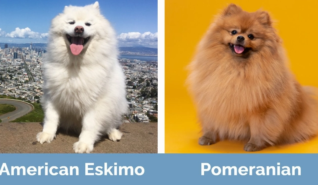 American Eskimo vs Pomeranian