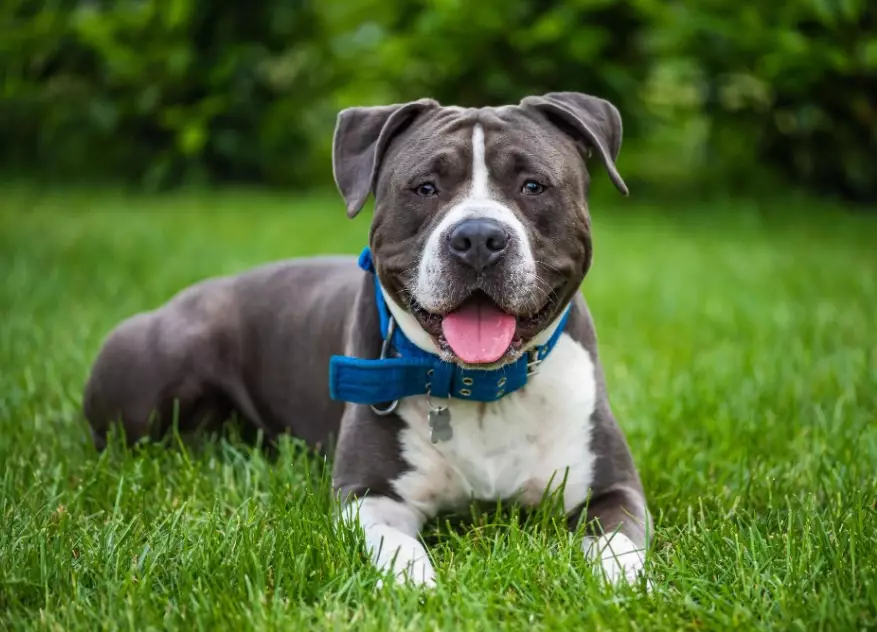 how long do American Staffordshire Terriers live how long do American Staffordshire Terriers live