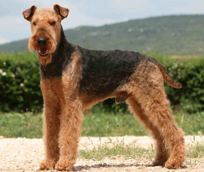 high maintenance dog breeds