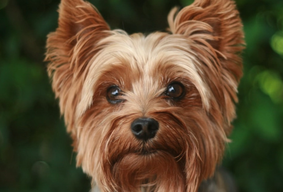 Yorkshire Terrier care