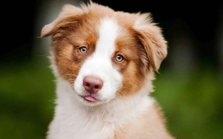 Is an Australian Shepherd a good house dog?