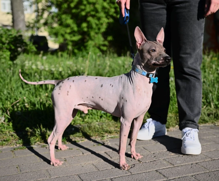 small apartment dog size