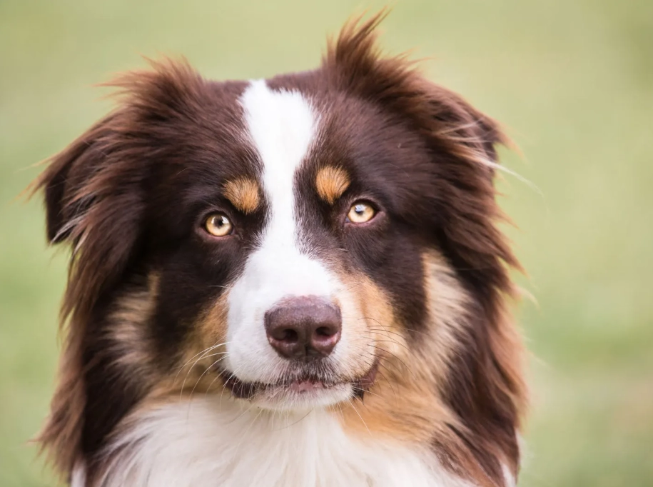 Australian Shepherd house dog