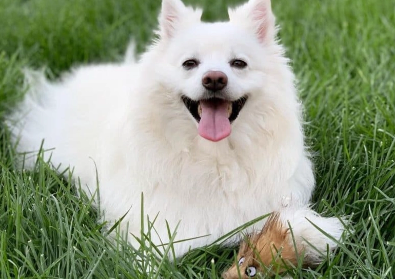 American Eskimo vs Husky