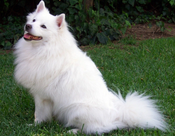 Standard American Eskimo Dog