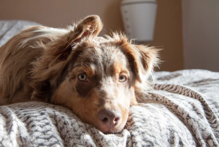 high-energy dog apartment high-energy dog apartment