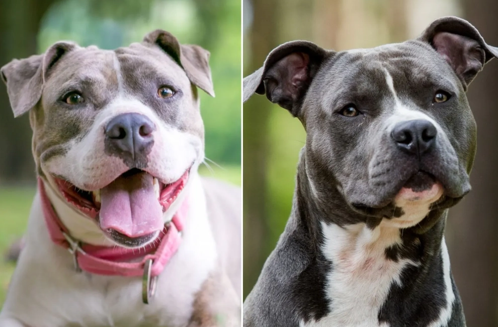 What two breeds make an American Staffordshire Terrier?